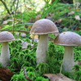 Koliko kuhati vrganje i kako očistiti prije kuvanja